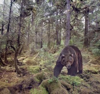 Grizzly Bear Walking in the woods