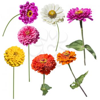 Colorful Blossom of Zinnia flowers isolated on white background