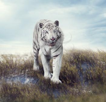White Tiger Walking in the Grassland