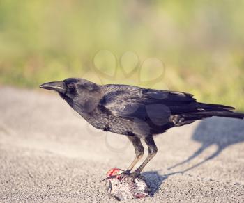 Florida Crow eating a fish