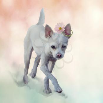 Small white dog . Digital painting