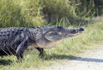 Large American alligator crossing a road