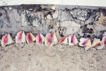 Empty conch shells near a beach in Bahamas