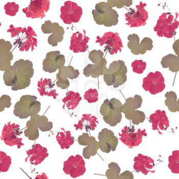 seamless   pattern of geranium flowers . Endless texture for your design.