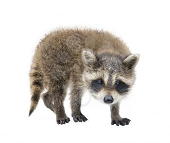 Baby Raccoon portrait  isolated on white background