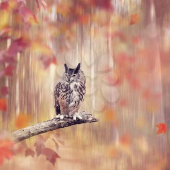 Great Horned Owl perched in the autumn forest