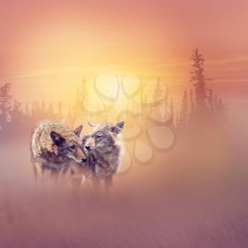 Two coyotes in the wilderness at sunset