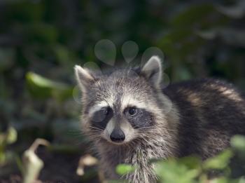 Cute wild raccoon looking out in Florida wetlands