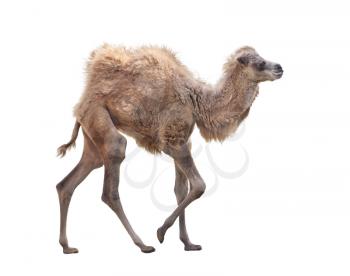 Baby Camel with two humps , Bactrian camel isolated  on white background
