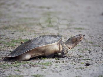 Florida Softshell Turtle digging a hole to lay its eggs in Florida wetlands