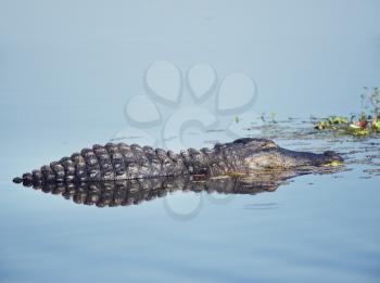 Alligator resting in calm water in Florida lake