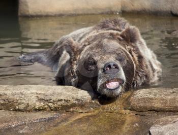 Large Brown Bear in a zoo, resting in the watering pool