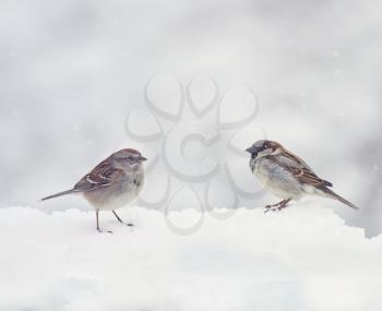 Two Sparrows  on snow in the winter time