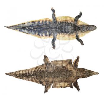 crocodile and alligator skin isolated on white background