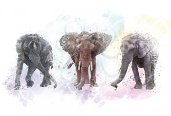 Watercolor Elephants. Digital illustration on white background.