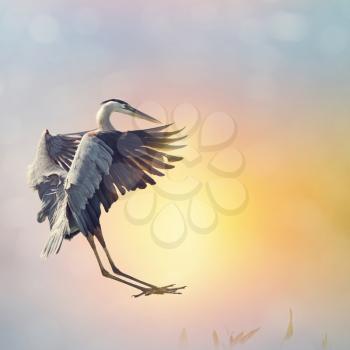 Great Blue Heron landing in Florida wetlands at sunset