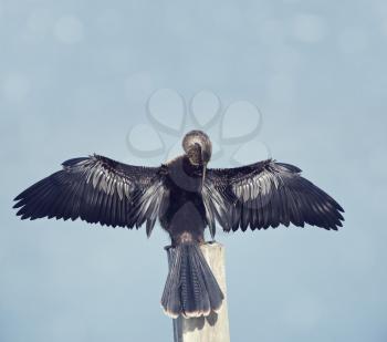 Anhinga bird in Florida wetland