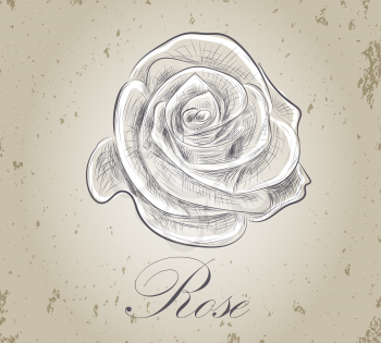 Hand drawn rose on grunge background. Vector