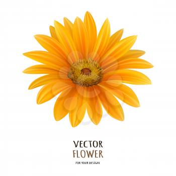 Hand drawn vector realistic illustration of Gerbera Daisy flower isolated on white background.