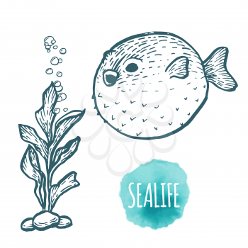 Fugu fish drawing on white background. Hand drawn outline seafood illustration.