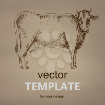 Cow hand drawn vector illustration. Vector template