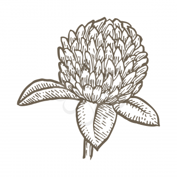 clover flower isolated on white background. Simple botanical illustrations set. Hand drawn sketch of a Trifolium
