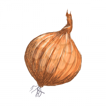 Hand drawn onion over white background. Vector illustration