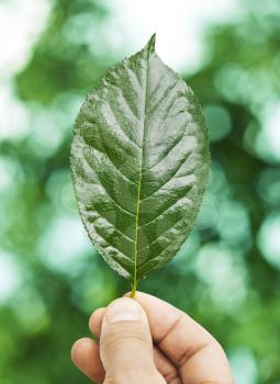 Fresh green leaf in hand over defocus summer background 