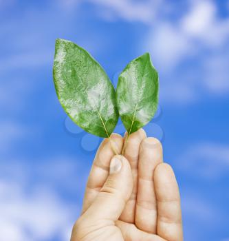 Fresh green leaves in hand, blue sky on background