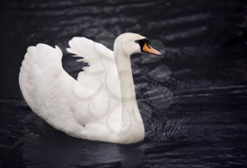 White swan in blue water 