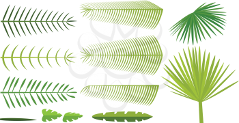 Set of palm leaves