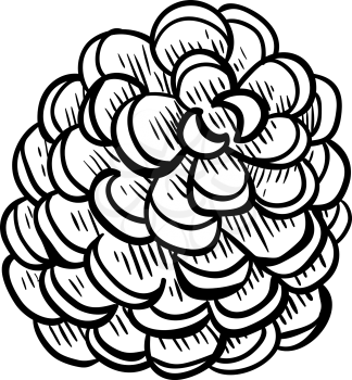 Pine cone - design element in pencil drawing outline style