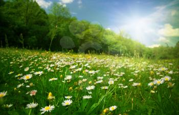 beautiful prairie with daisies under the sun