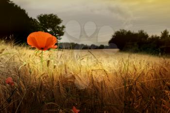 Vintage picture of a red poppy in a prairie
