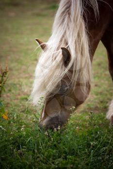 horse in a prairie