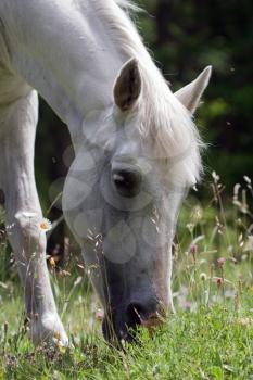 hazed picture of a horse eating grass