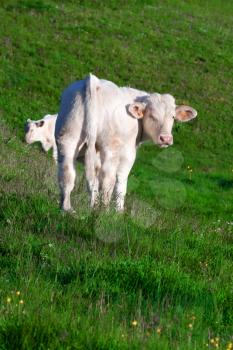 White cow in a prairie