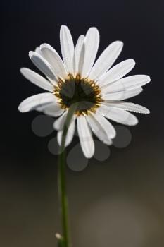 daisiy in the morning light