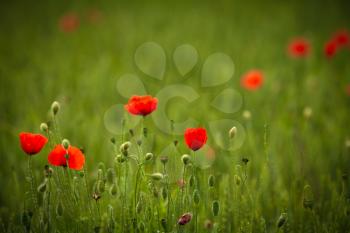 red poppy in a barley field