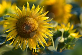 sunflower field at a sunny day