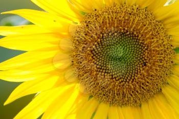 sunflower close up at a sunny day