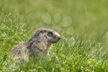 A cute marmot in the alps