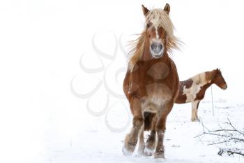 A running horse in a snowy landscape