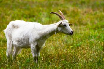 She-goat on a green meadow