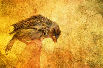 little bird on a grunge background