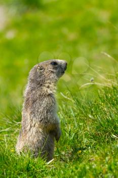 A cute marmot in the alps