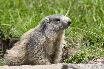 A cute marmot in the alps