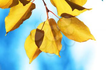 Royalty Free Photo of Autumn Leaves