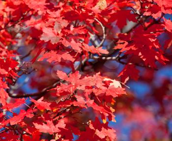 Royalty Free Photo of a Maple Tree