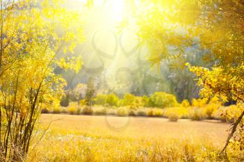 Royalty Free Photo of a Sunny Meadow